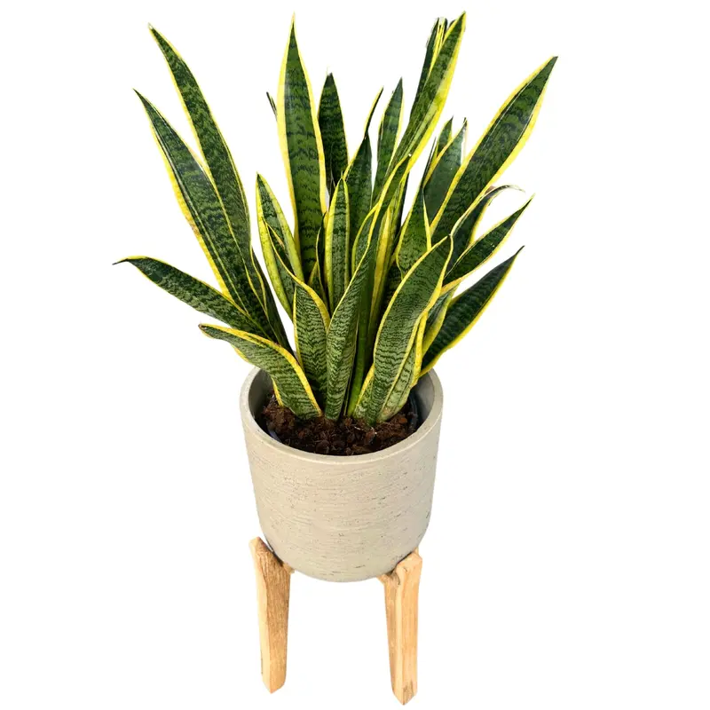 Sansevieria Laurentii