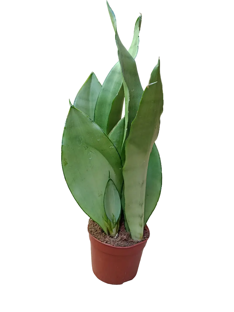 Sansevieria Moonshine Ø10 Planta Purificante De Interior