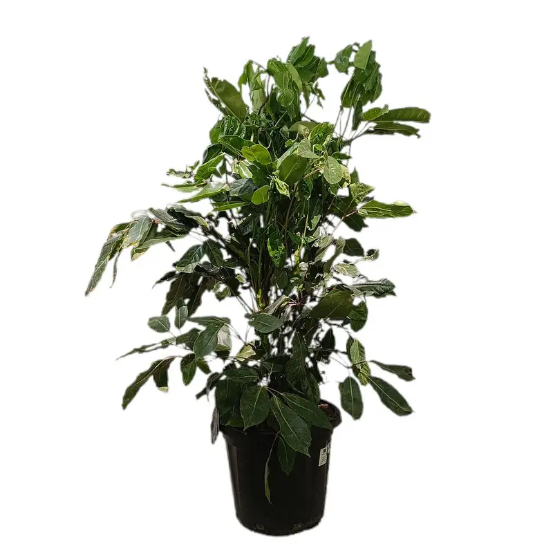 Schefflera Actinophylla M35 130-150cm