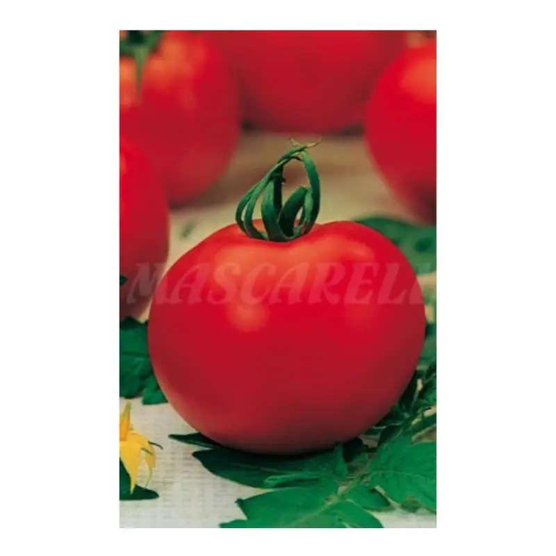 Semilla Tomate Venezia