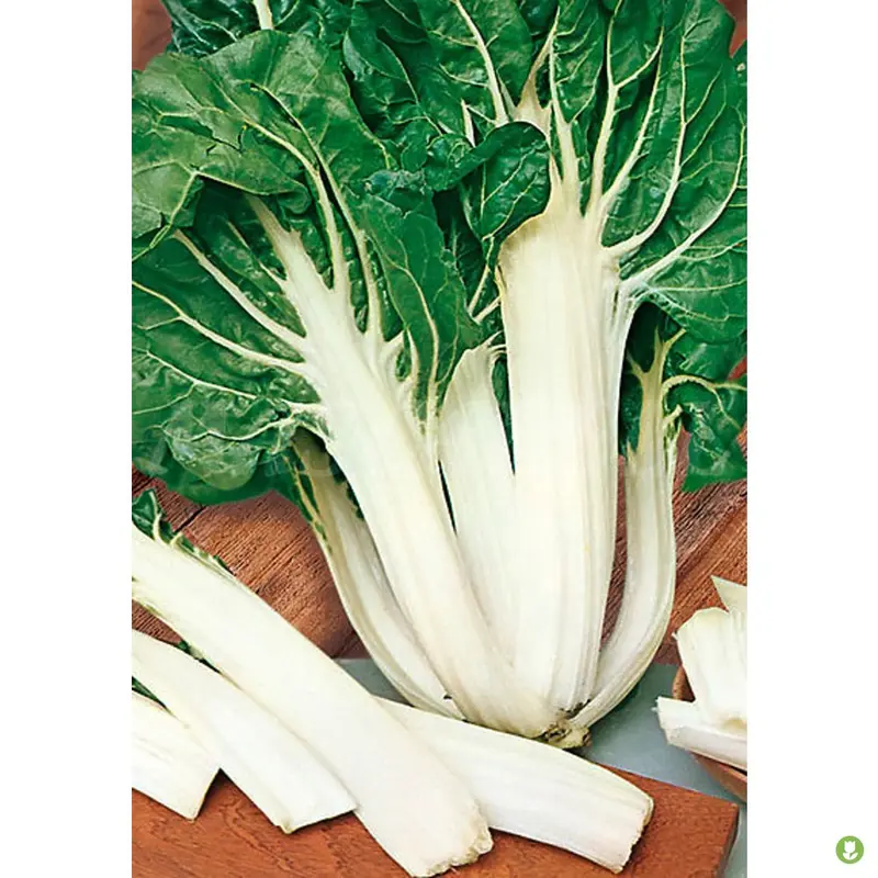 Semillas Acelga Verde Penca Blanca Ancha