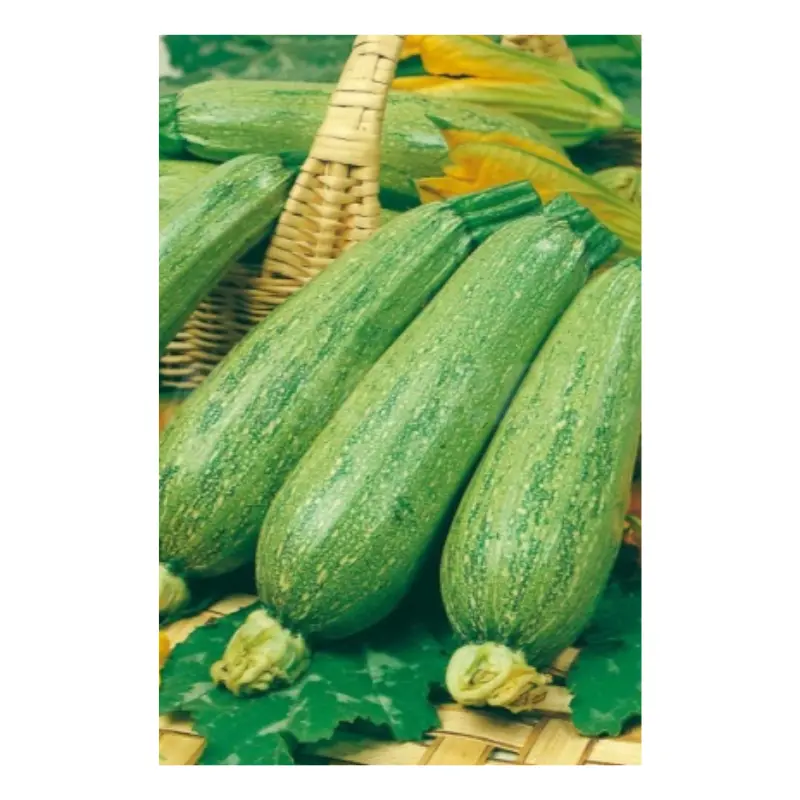 Semillas Calabacín Genovés