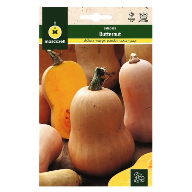 Semillas Calabaza Violin (butternut)