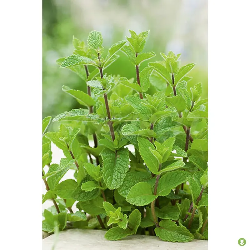 Semillas Hierbabuena (mentha Spicata)