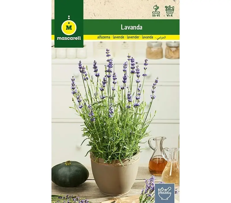Semillas Lavanda Officinalis