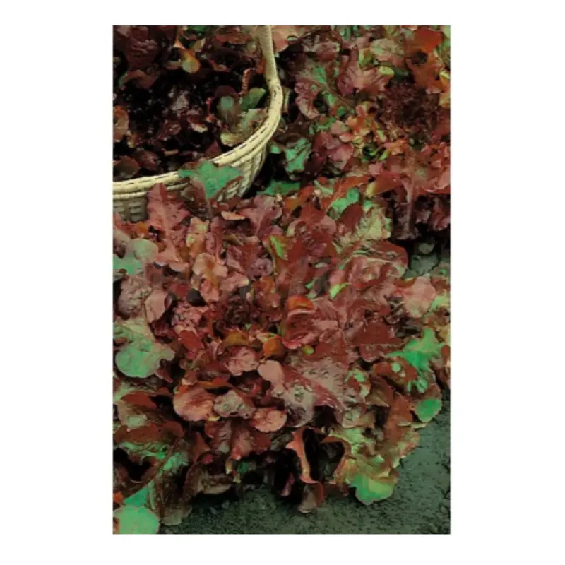 Semillas Lechuga Hoja De Roble