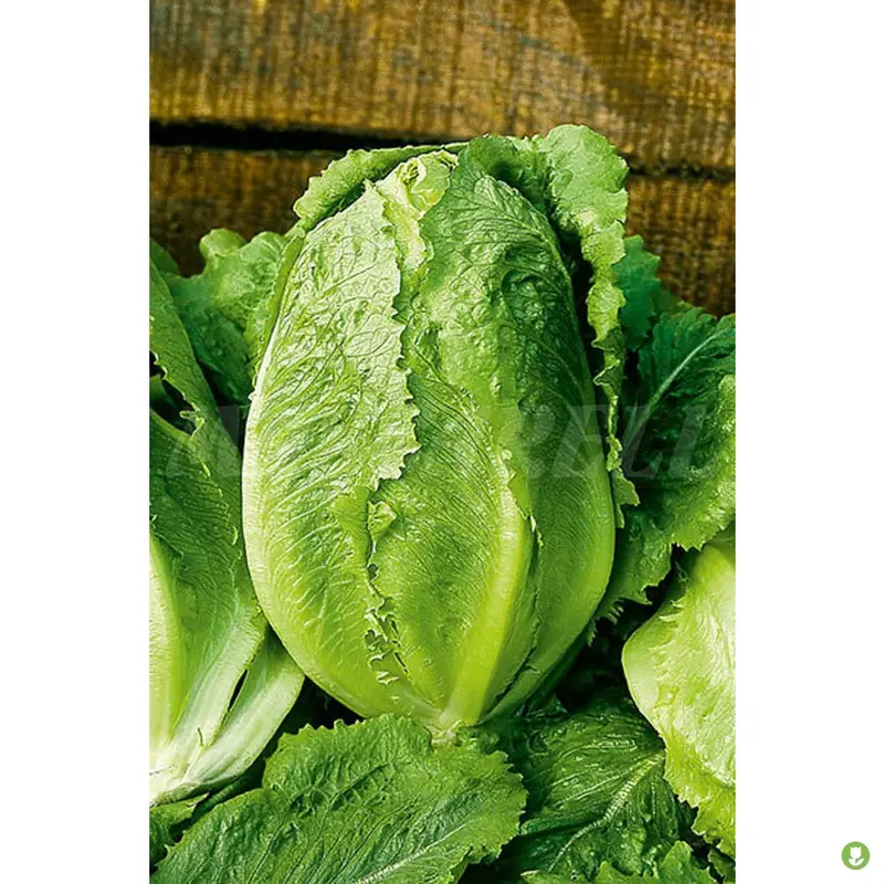 Semillas Lechuga (maravilla De Verano) 6gm