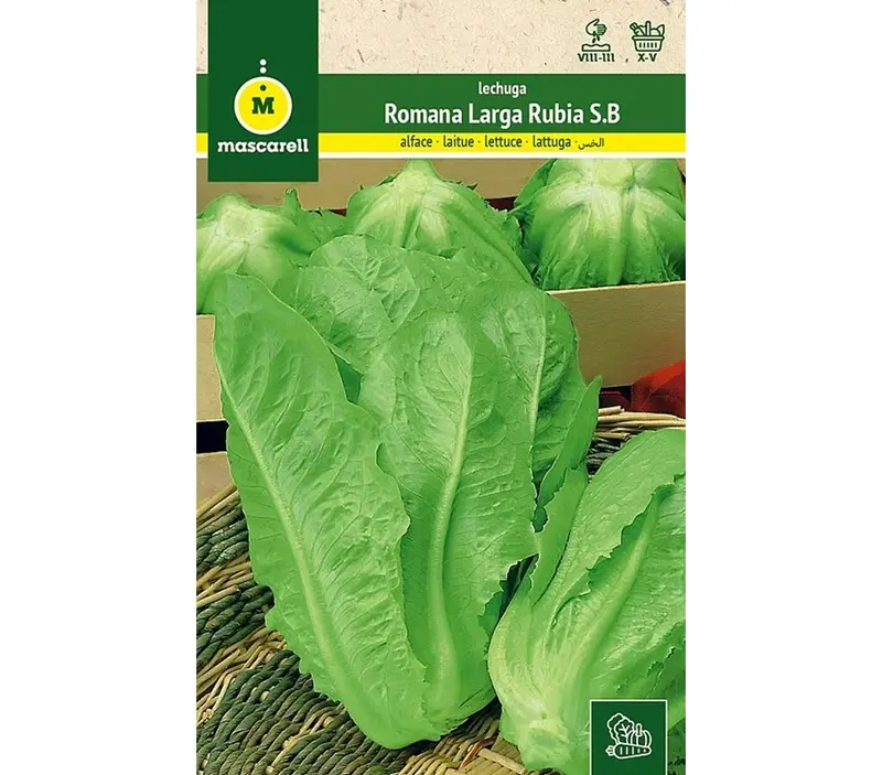 Semillas Lechuga Romana Larga Rubia