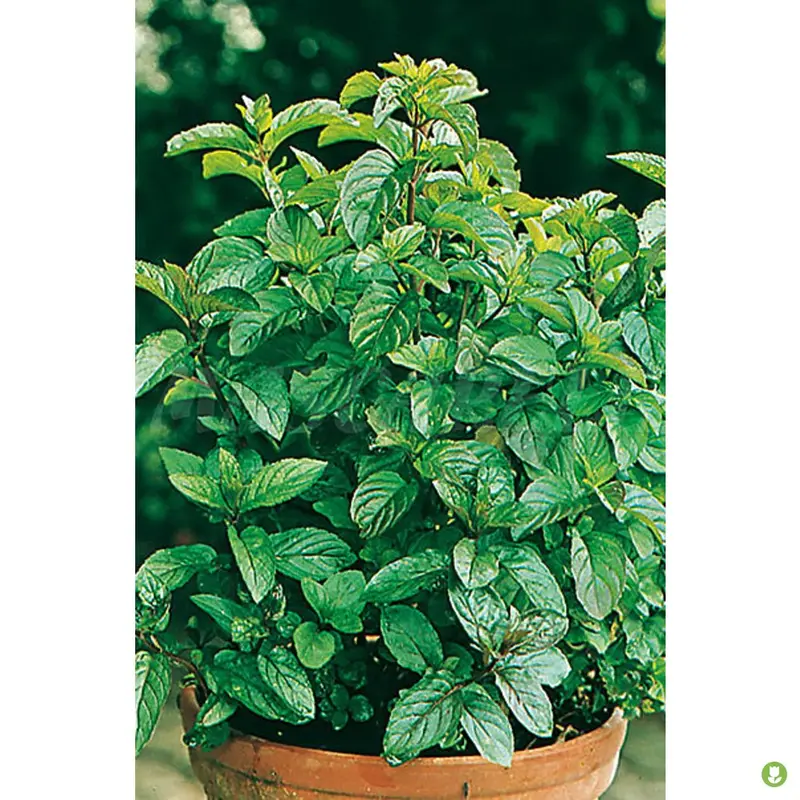Semillas Menta Poleo