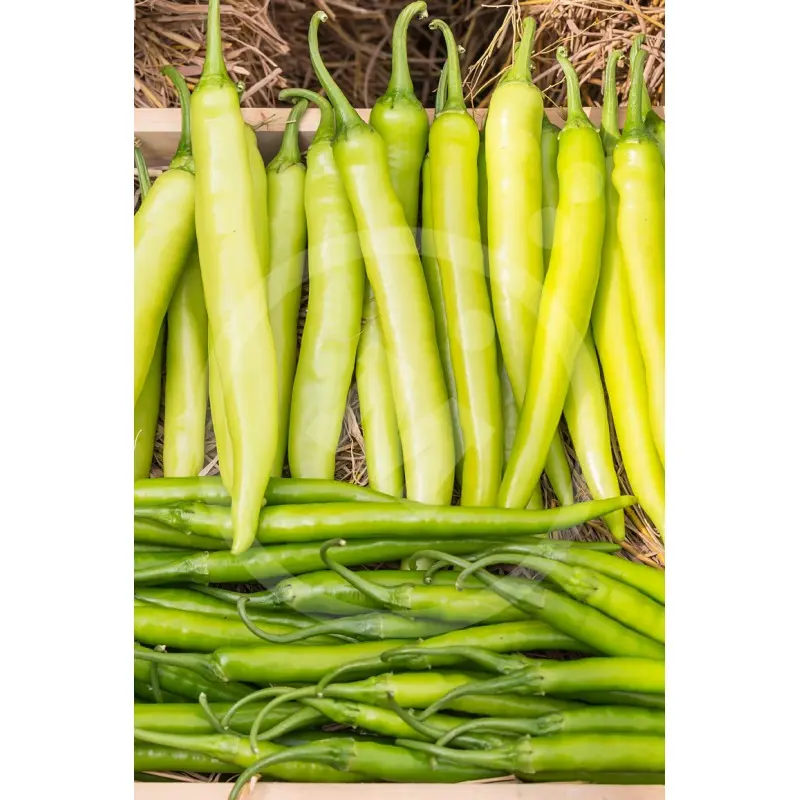 Semillas Pimiento Guindilla