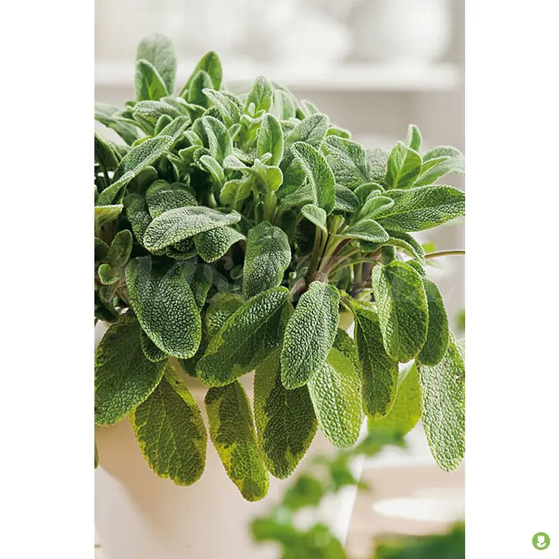 Semillas Salvia Officinalis 1gm
