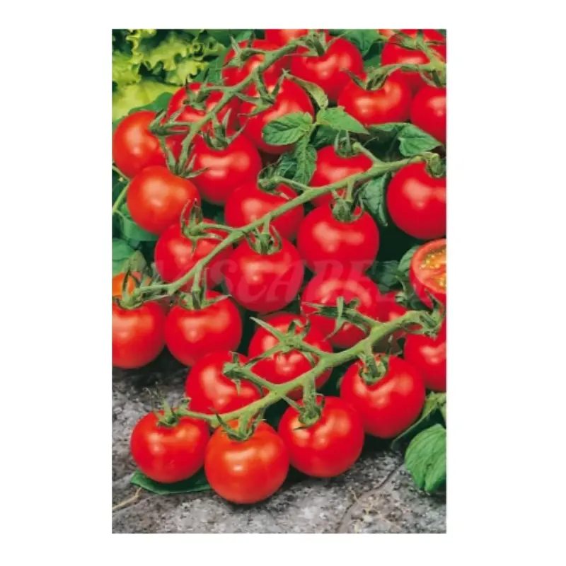 Semillas Tomate De Colgar