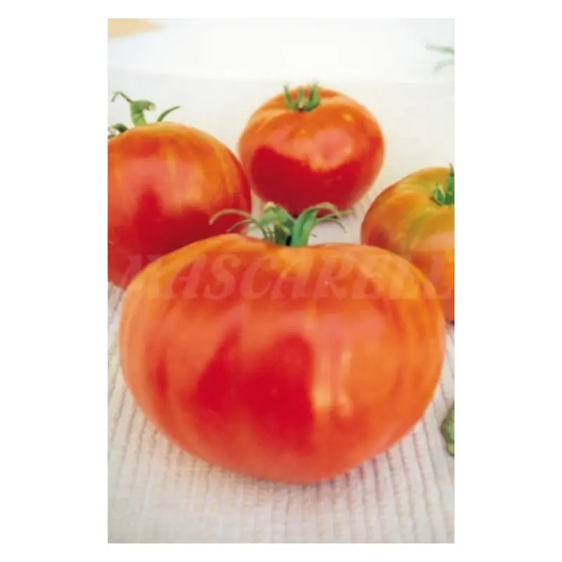 Semillas Tomate Valenciano Gordal Plus