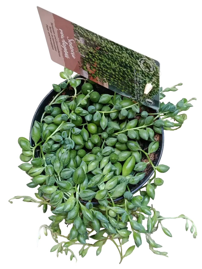 Senecio Rosario Planta Colgante De Interior Ø12