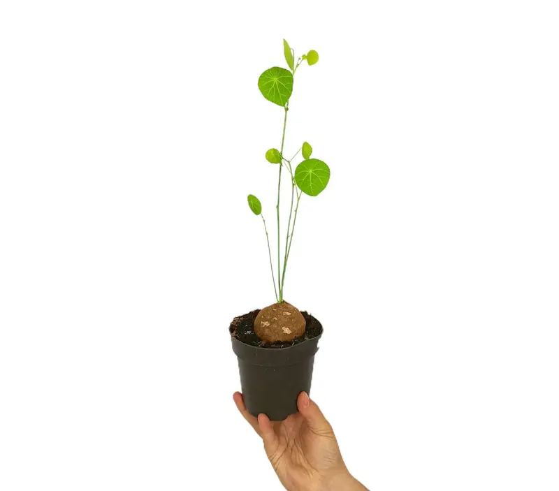Stephania Erecta M12 20cm