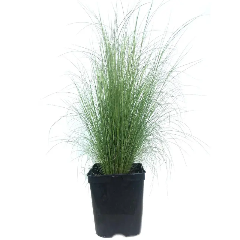 Stipa Tenuissima M18 60cm