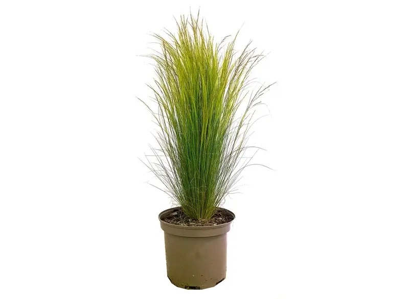 Stipa Tenuissima M22 60cm (hierba Cola De Pony)