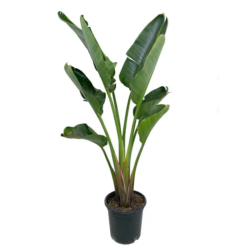 Strelitzia Augusta M30 165cm