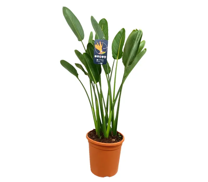 Strelitzia Regina M30 120cm (ave Del Paraíso)
