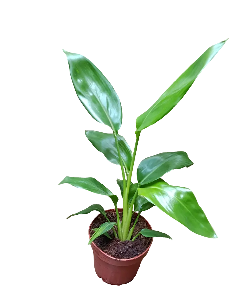 Strelitzia Reginae Ø12 Planta Ave Del Paraiso