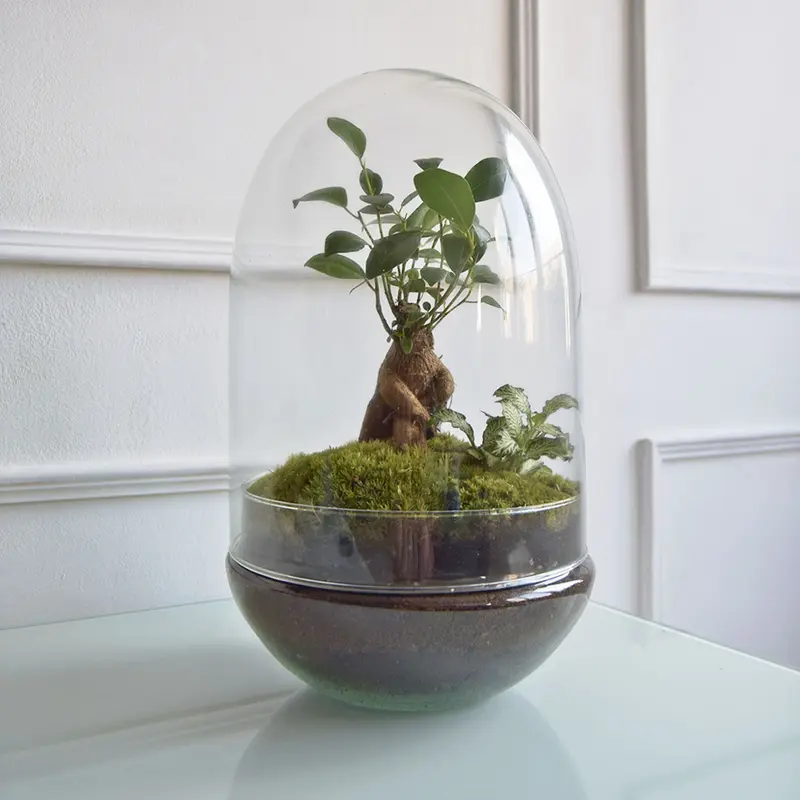 Terrario Mediano H=31 Cm