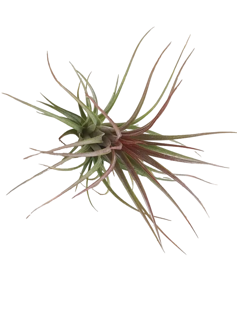 Tillandsia Rainforest Red Planta
