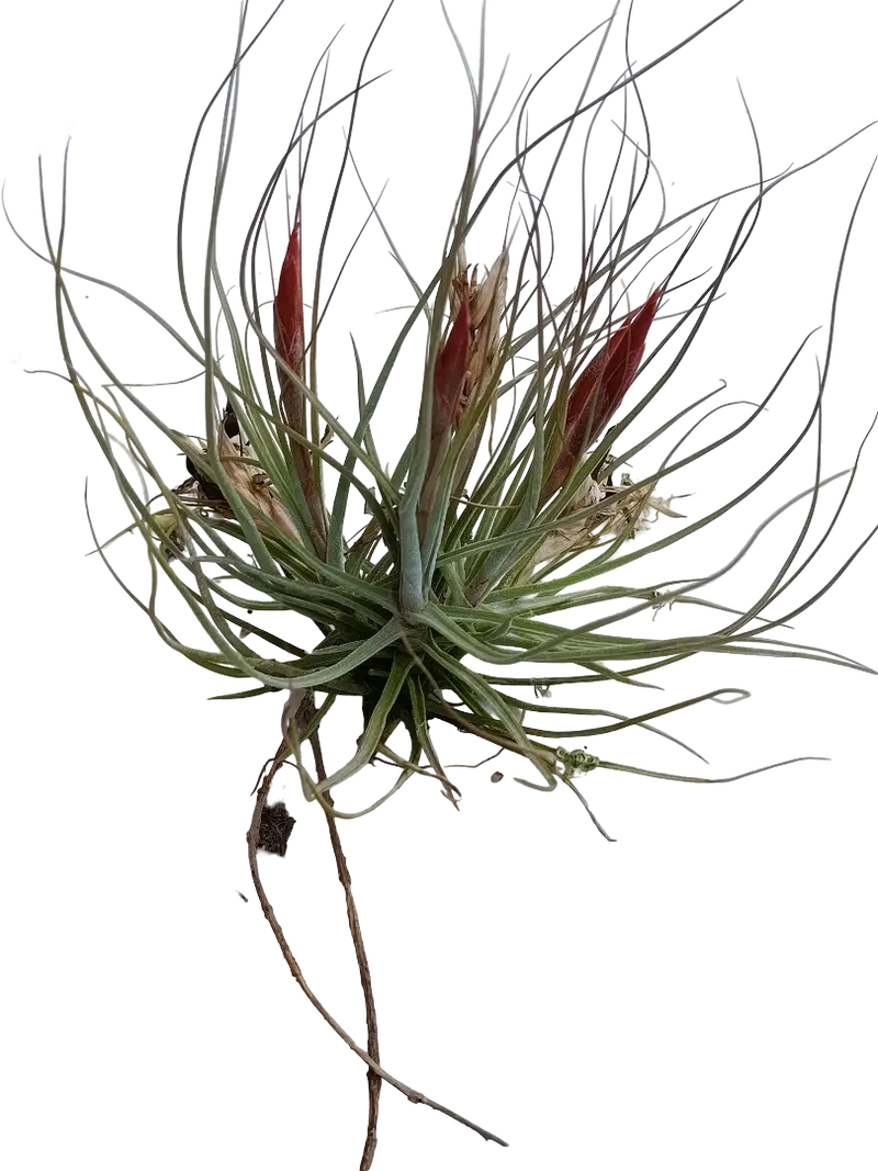 Tillandsia Schiedeana Var Minor Clumb