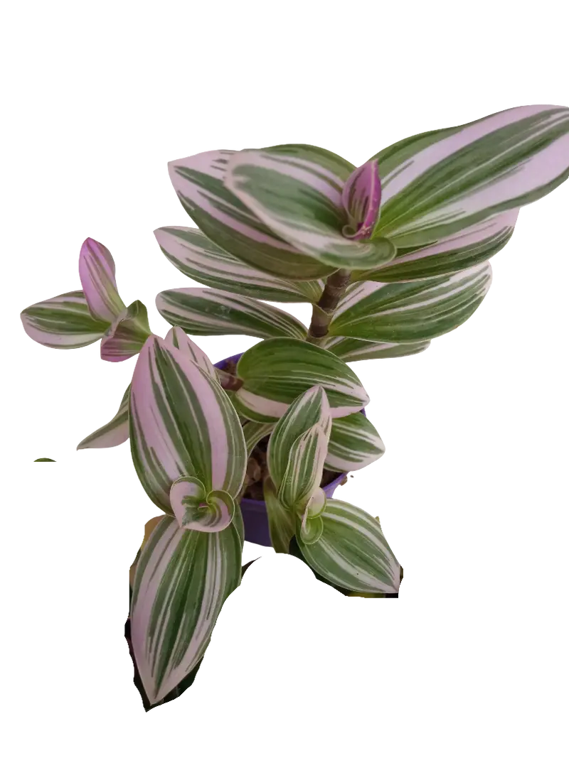 Tradescantia Nanouk Ø7 Planta De Interior Colgante
