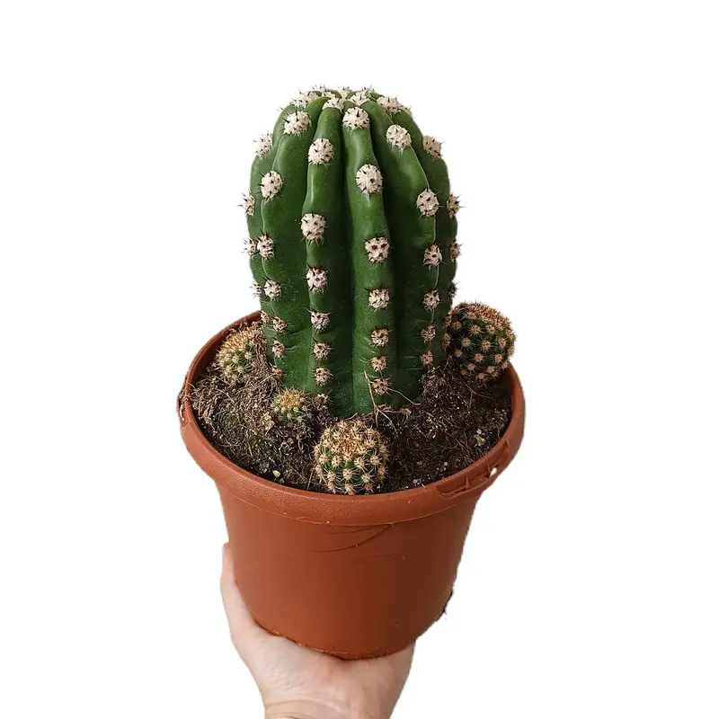 Trichocereus Purpureopilosus M17