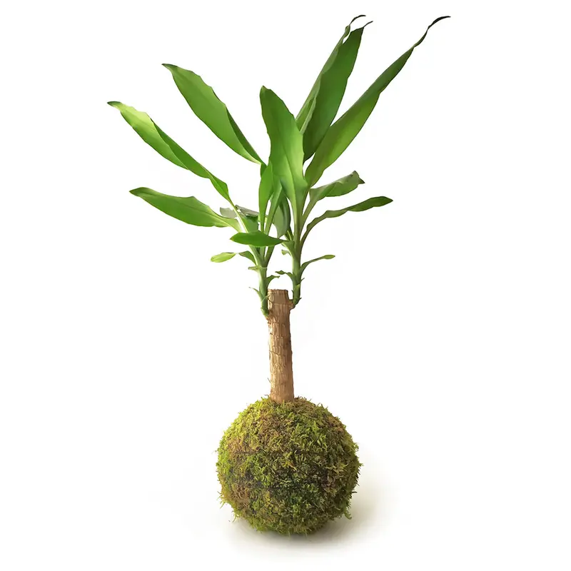 Tronco De Brasil En Kokedama