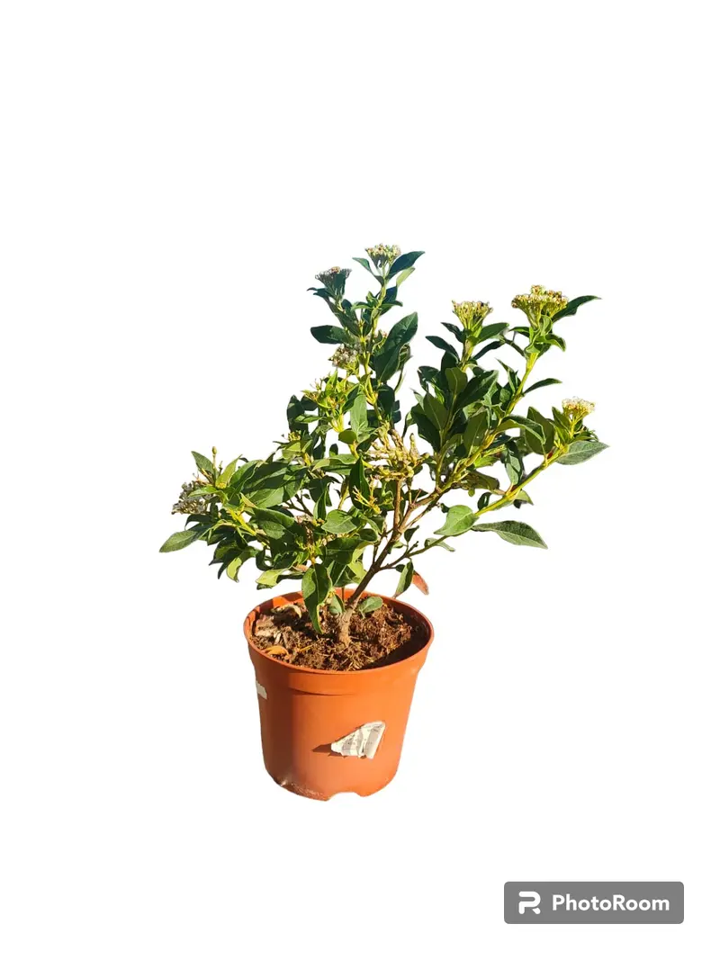 Viburnum Tinus (durillo) Maceta