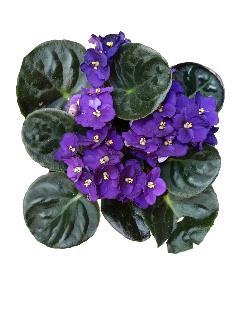 Violeta Surtida Africana Saint Paula Planta De Interior Ø9