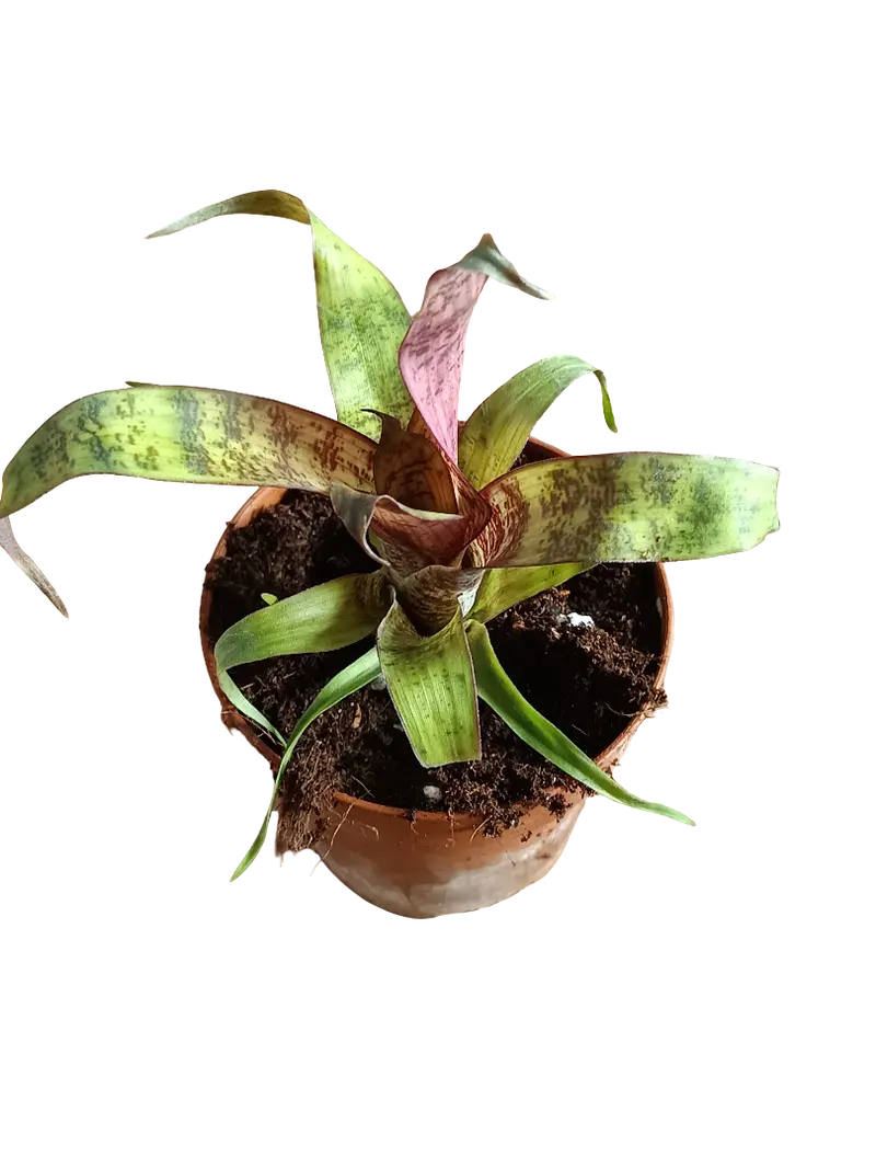 Vriesea Red Chestnut Mini Planta Bromelia 8 Cms