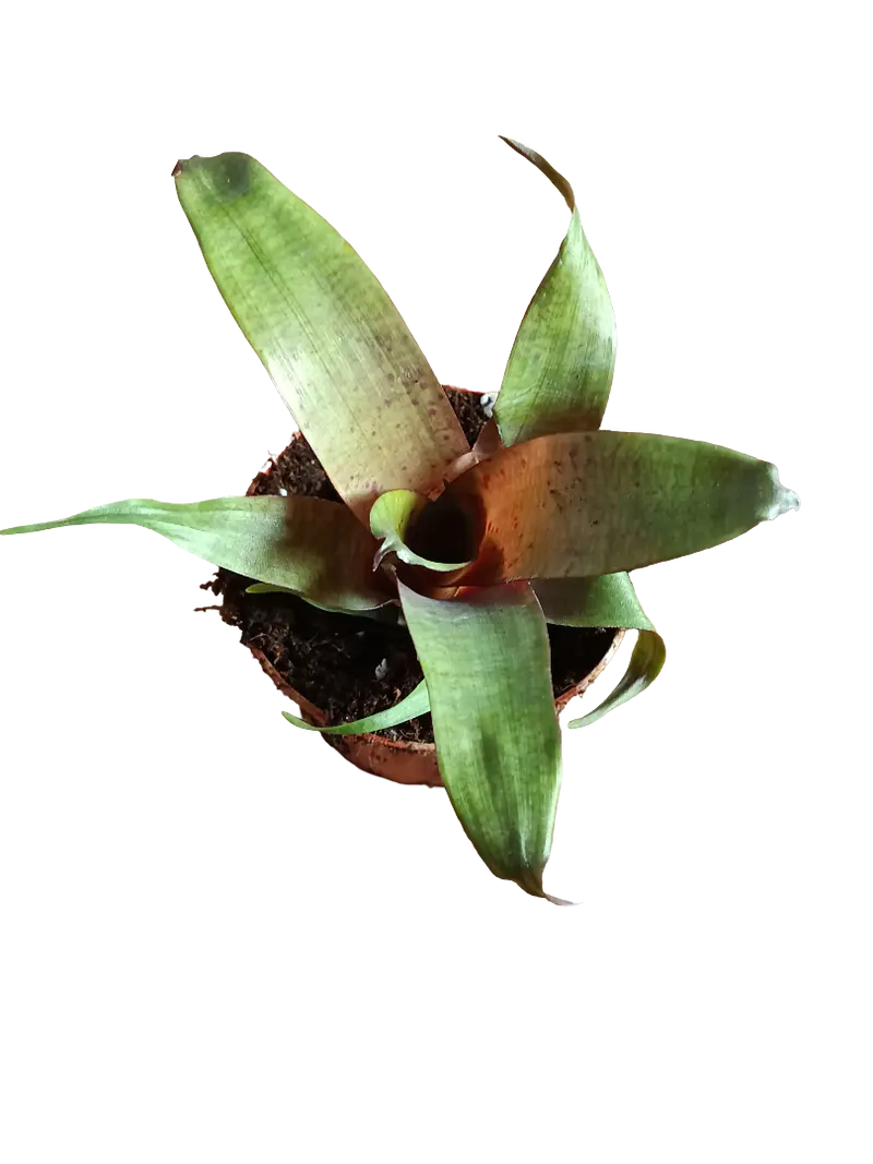 Vriesea Tropical Day Mini Planta De Interior 8 Cms
