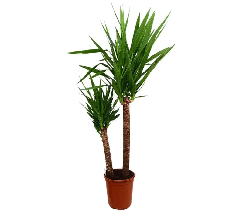 Yucca Elephantipes 90-45 M24 140cm