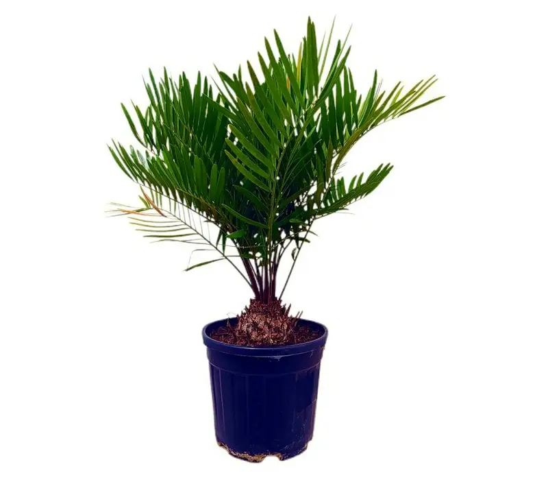 Zamia Floridiana M22 50 - 60cm