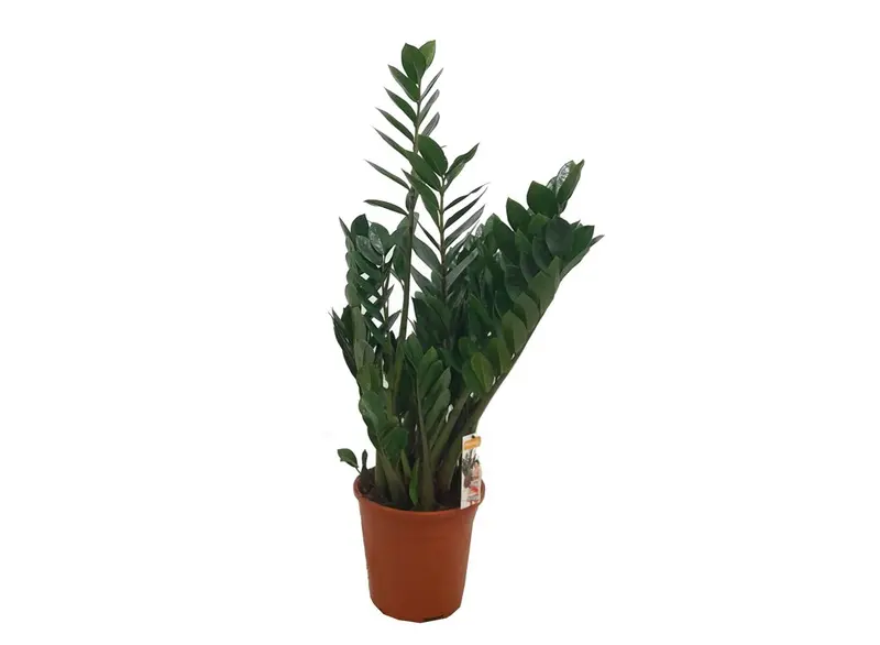 Zamioculca Zamiifolia M24 115cm