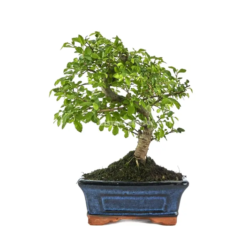Zelkova - Olmo Chino - 6 Años